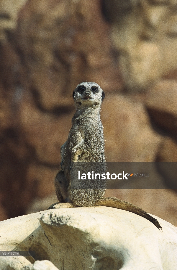 Suricata (Suricata suricatta) tomando el sol sí mismo en la roca, originaria de África