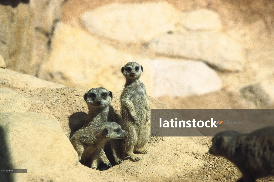 Familia de suricatas (Suricata suricatta) salen de la madriguera, nativo de África