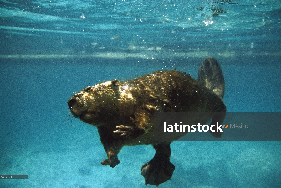 Castor americano (Castor canadensis) nadar bajo el agua, América del norte