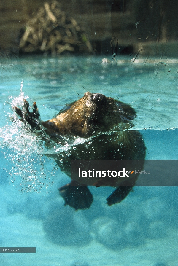 Castor americano (Castor canadensis) nadando hacia cámara con lodge en fondo, América del norte