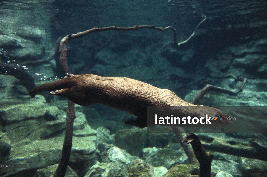 América del norte nutria de río (Lontra canadensis) nadar bajo el agua, América del norte