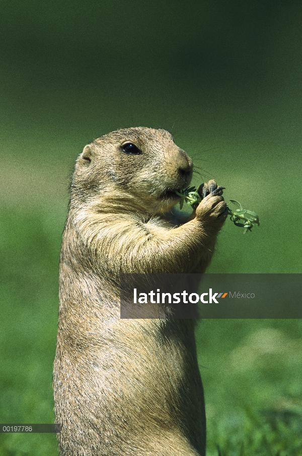 Perro negro-atado de la pradera (ludovicianus de Cynomys) alimentándose de pasto, América del norte