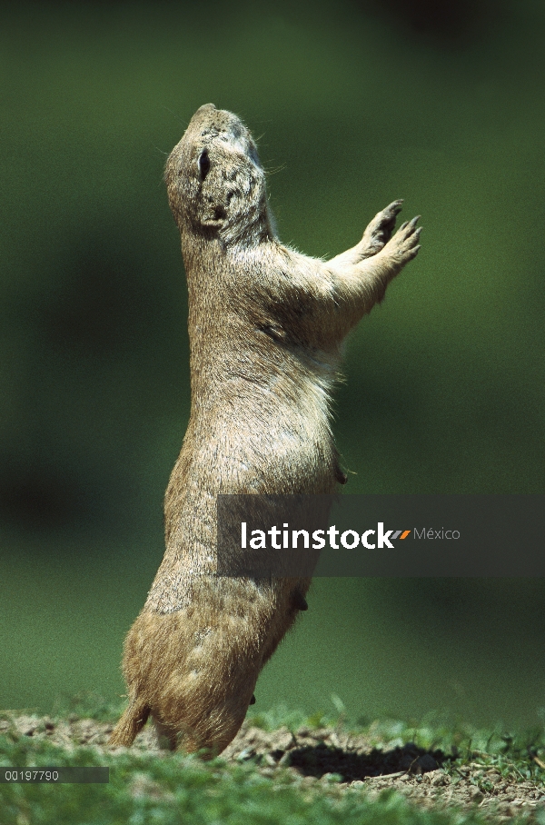 Perro negro-atado de la pradera (ludovicianus de Cynomys) dando la llamada de aviso a los miembros d