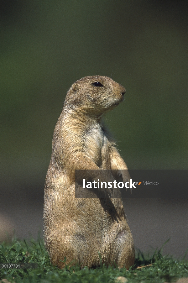 Perro negro-atado de la pradera (ludovicianus de Cynomys) buscando peligro, América del norte