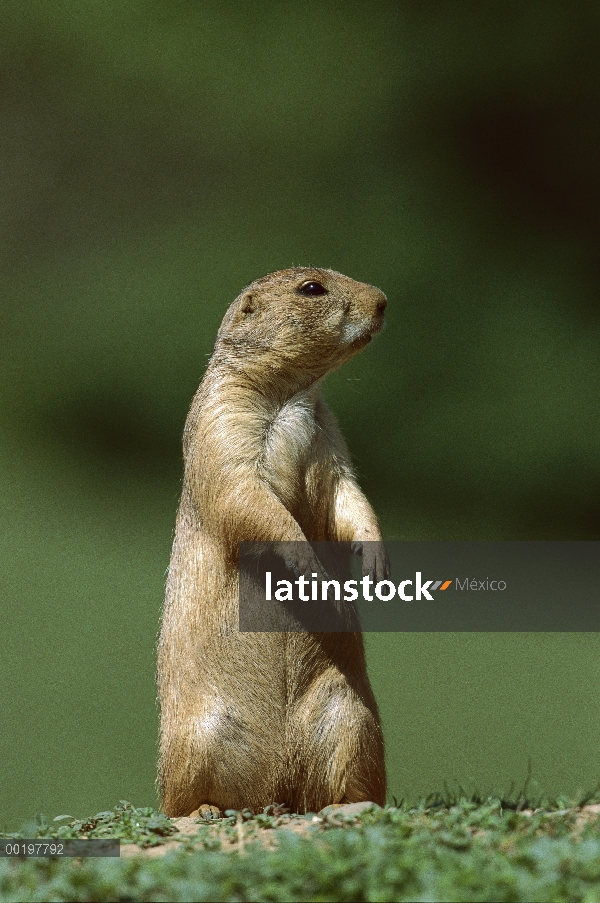 Cola negro perro de la pradera (ludovicianus de Cynomys) cautivo, América del norte