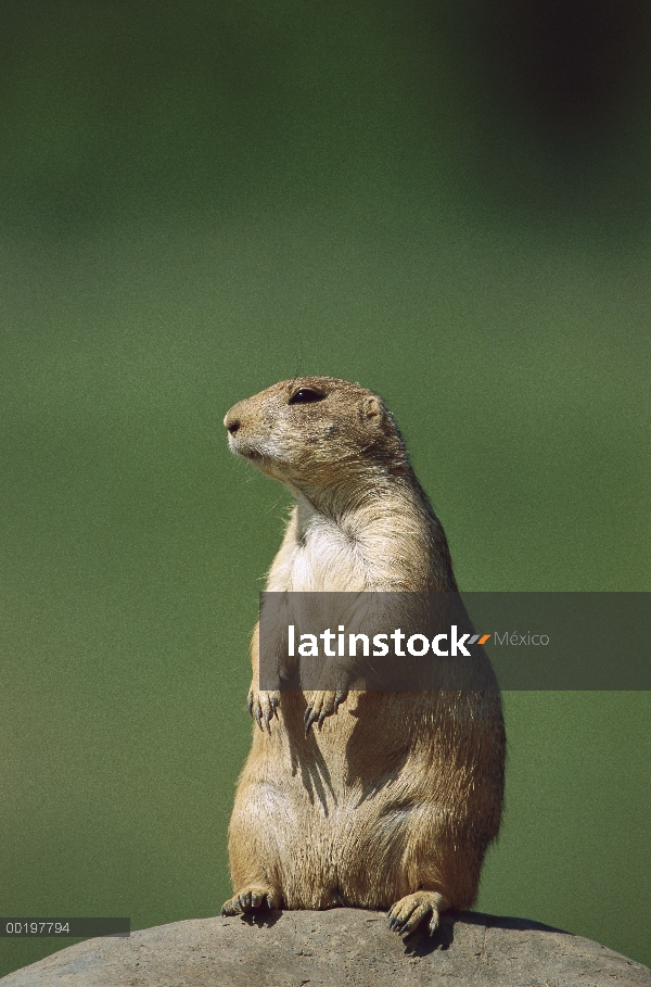 Cola negra perro de la pradera (ludovicianus de Cynomys) sentado erguido sobre una roca, América del