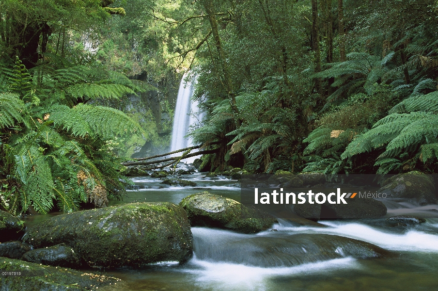 Hopetoun Falls en el río de Aire que fluye a través de bosque lluvioso, Parque Nacional de Otway, Vi