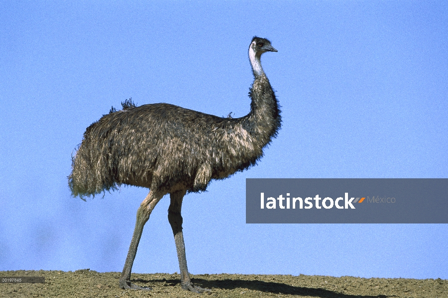 Retrato de emú (Dromaius novaehollandiae), el Parque nacional Sturt, New South Wales, Australia