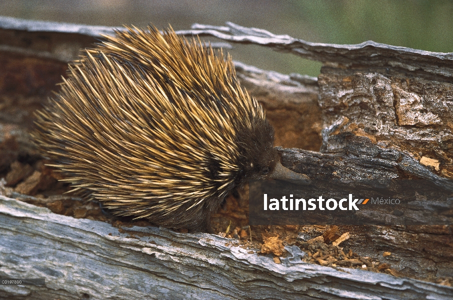 Pico corto Equidna (Tachyglossus aculeatus) alimentándose en un tronco caído, Australia