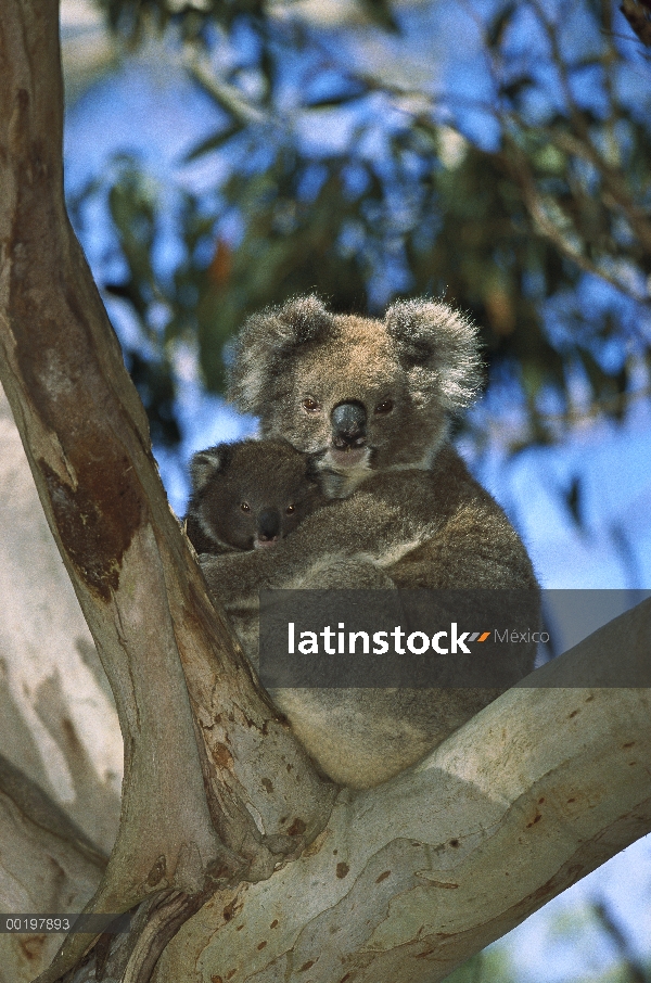 Madre Koala (cinereus de Phascolarctos) con el bebé en el árbol de eucalipto, Australia