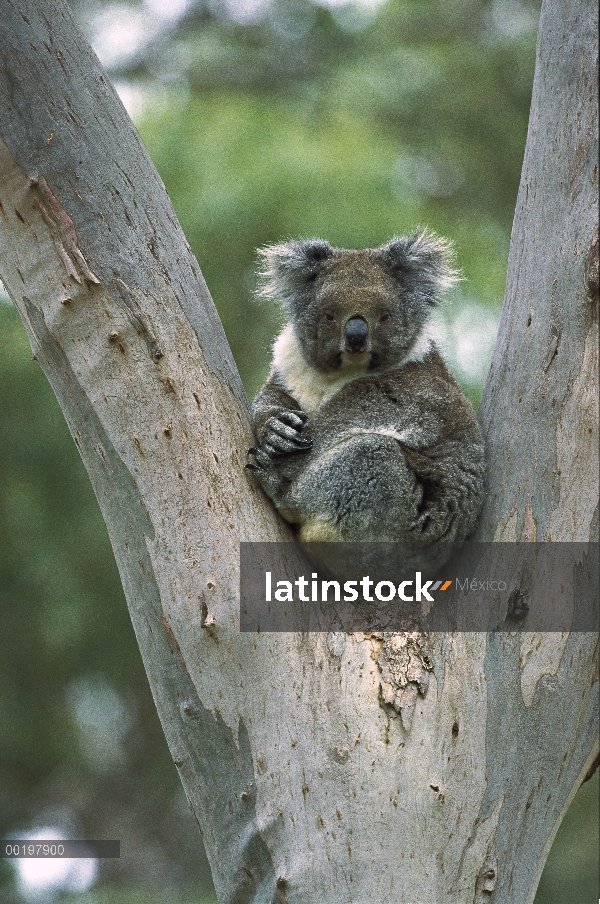 Koala (cinereus de Phascolarctos) en árboles de eucalipto, Australia