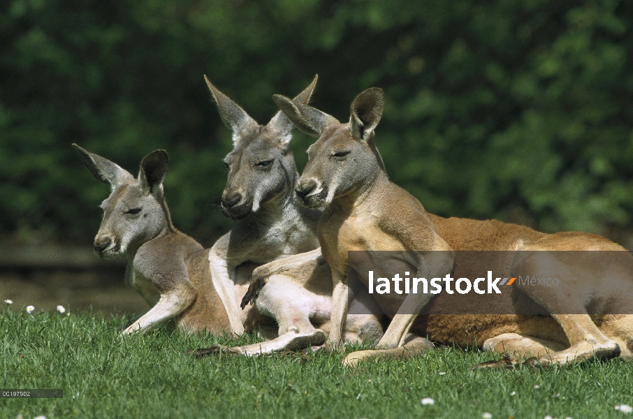 Trío de canguro rojo (Macropus rufus) descanso, Australia