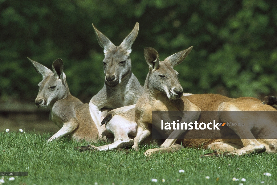 Trío de canguro rojo (Macropus rufus) relajante, Australia