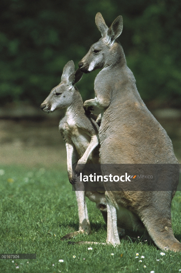 Hembra de canguro rojo (Macropus rufus) con joey, Australia