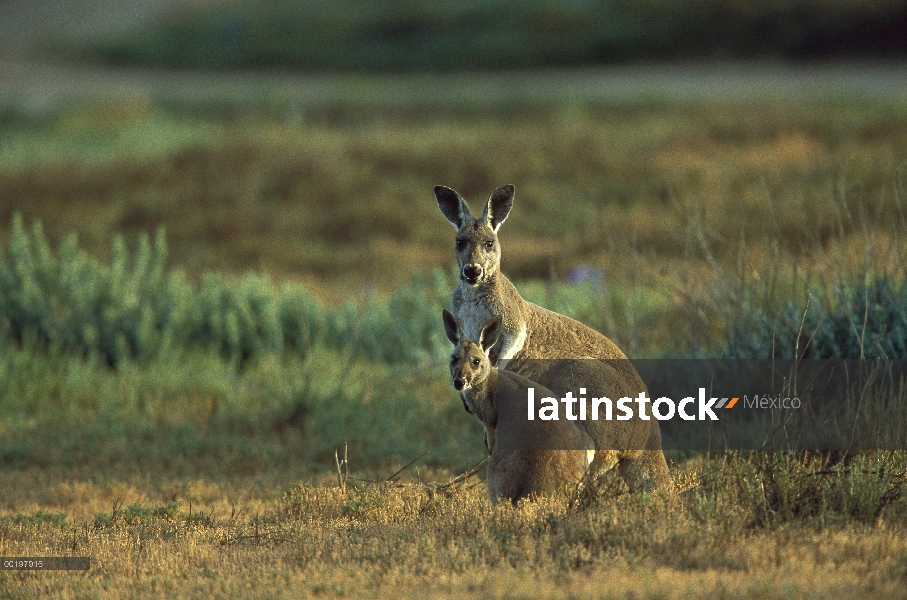 Canguro rojo (Macropus rufus) alerta a madre con joey, Parque Nacional Flinders, Australia del sur