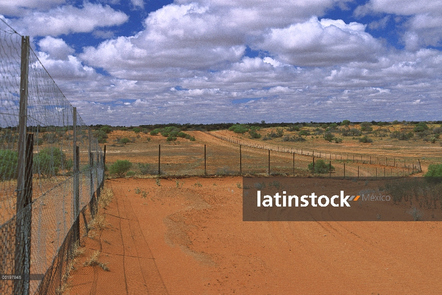 Cerca de Dingo entre Nueva Gales del sur y Queensland, Cameron Corner, Australia