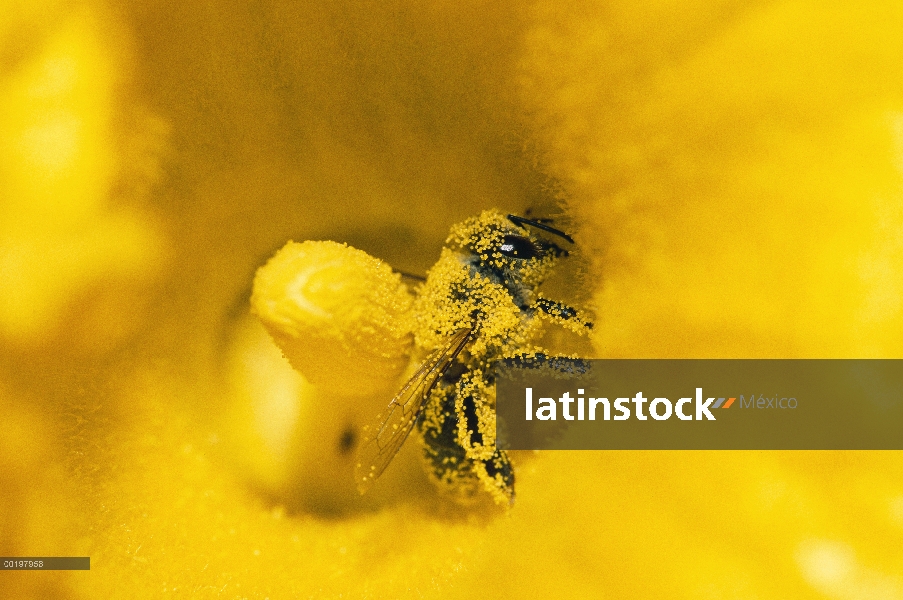 Miel de abeja (Apis mellifera) cubierto de polen en calabaza, Alemania