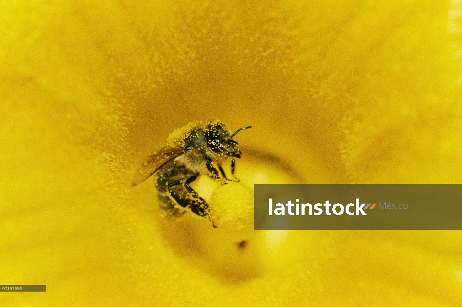 Miel de abeja (Apis mellifera) cubierto de polen en calabaza, Alemania