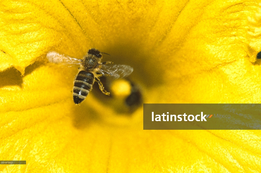 Miel de abeja (Apis mellifera) cubiertos de polen, en calabaza, Alemania