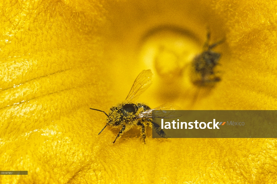 Miel de abeja (Apis mellifera) cubierto de polen en calabaza, Alemania