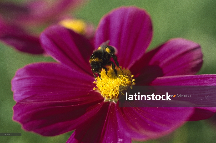 Buff-cola de abejorro (Bombus terrestris) en flor de cosmos, Alemania