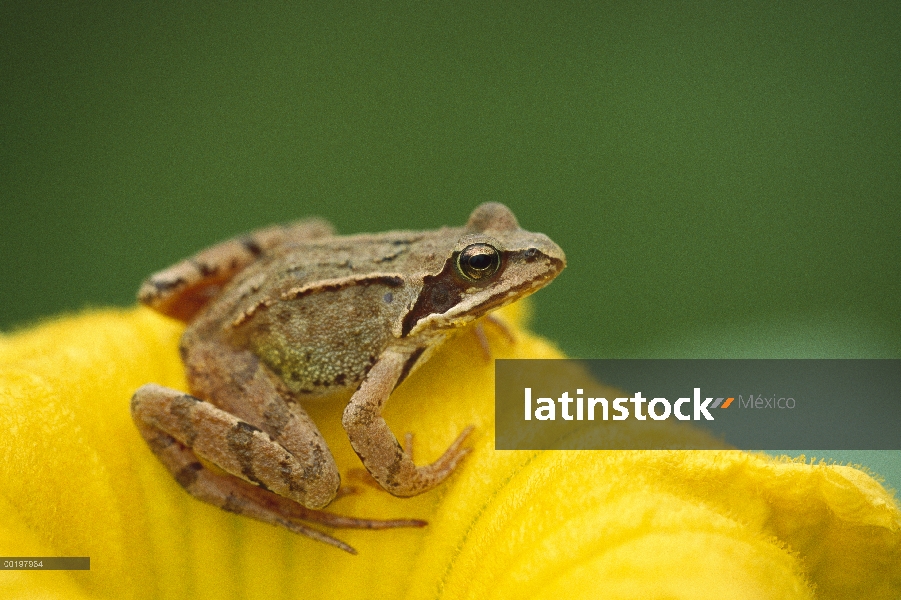 Rana ágil (Rana dalmatina) en flor, Baviera, Alemania