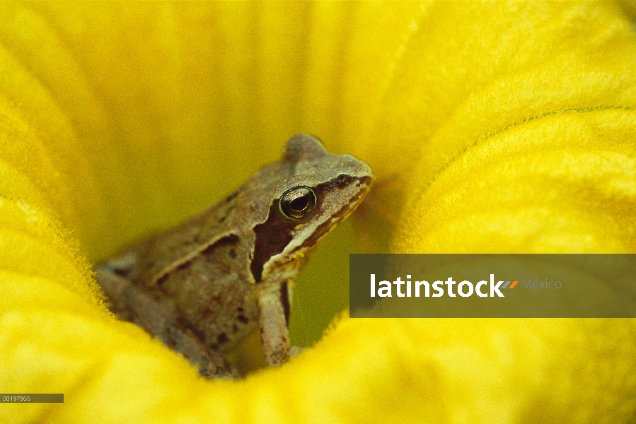 Rana ágil (Rana dalmatina) en flor, Baviera, Alemania