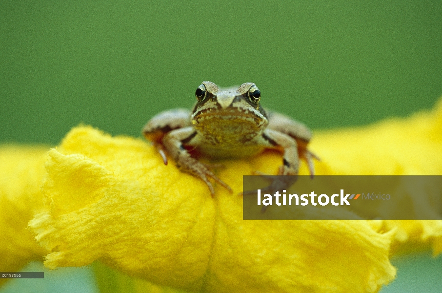 Ágil retrato de la rana (Rana dalmatina) en flor, Baviera, Alemania