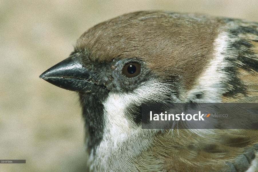 Retrato cerca eurasiático Gorrión molinero (Passer montanus), Europa