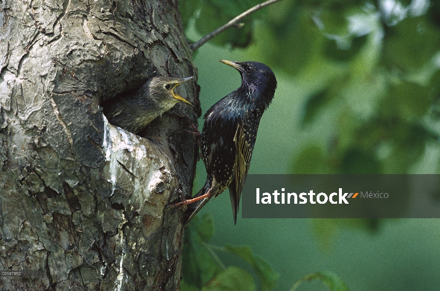 Estornino Pinto (Sturnus vulgaris) padres alimentación polluelo en el nido de agujero, Alemania