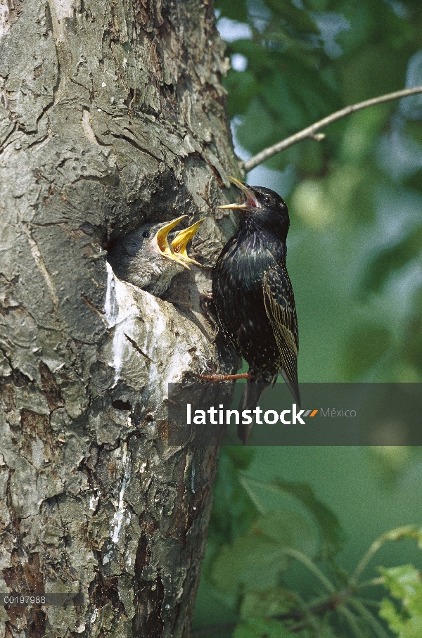 Padre común estornino (Sturnus vulgaris) alimentación de polluelos en el nido de agujero, Alemania