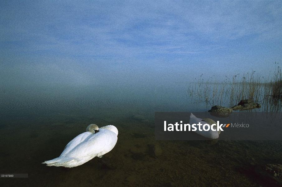 Pareja de cisne (vulgar Cygnus olor) descansando en aguas poco profundas con sus cabezas bajo sus al