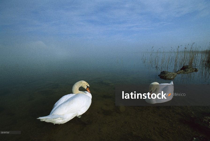 Silencio par de cisne (vulgar Cygnus olor) en aguas poco profundas, Alemania