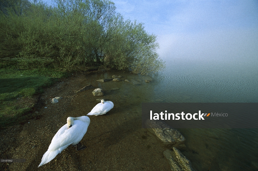 Cisne (vulgar Cygnus olor) dos de descanso en aguas poco profundas con sus cabezas bajo sus alas, Al