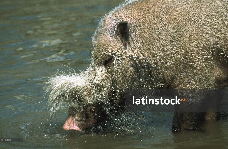 Cerdo barbudo (barbatus de Sus) beber, nativo a Asia Sur-Oriental