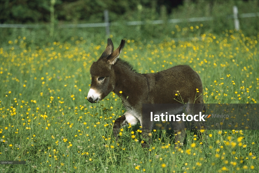 Potro de burro (Equus asinus) en campo de flores, Alemania