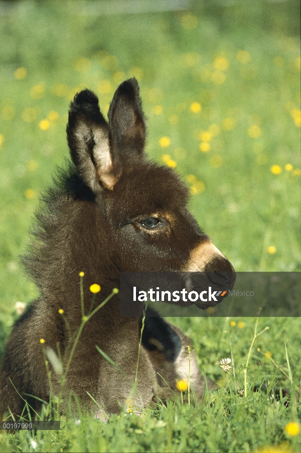 Potro de burro (Equus asinus) descansando en campo de flores, Alemania