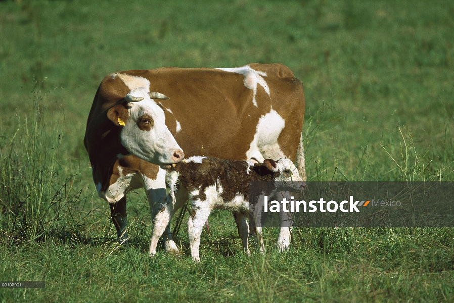 Ganado doméstico (Bos taurus) madre becerro recién nacido limpieza, Baviera, Alemania