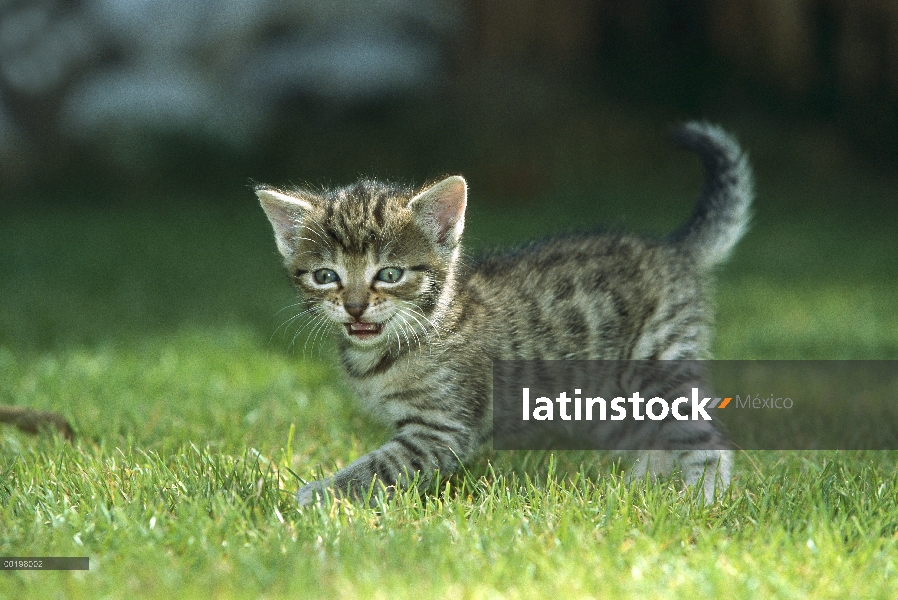 Nacional gatito de gato (Felis catus), llamar, Alemania