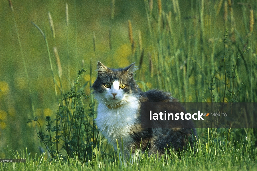 Gato doméstico (Felis catus), sentado en medio de pastos, Alemania