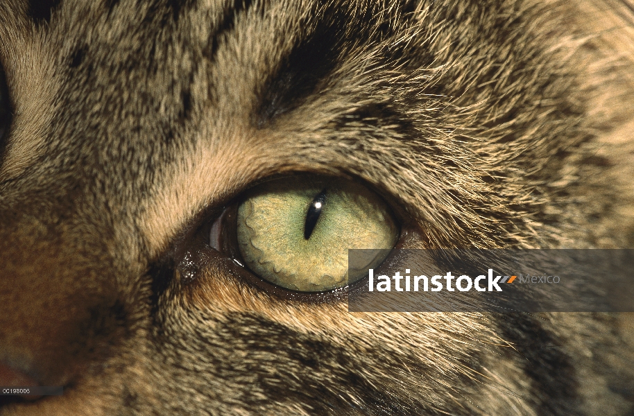 Primer plano de gato (Felis catus) interno del ojo, Alemania