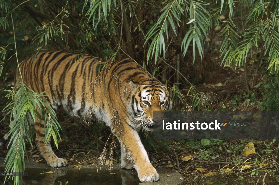 Tigre siberiano (Panthera tigris altaica), en peligro de extinción nativa de Asia