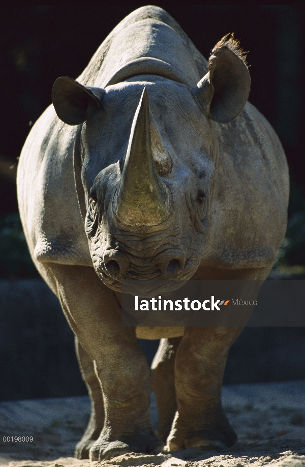 Retrato de adultos de rinoceronte negro (Diceros bicornis), originaria de África Oriental