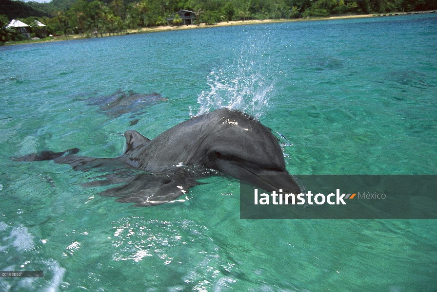 Delfín mular (Tursiops truncatus) superficie, Caribe