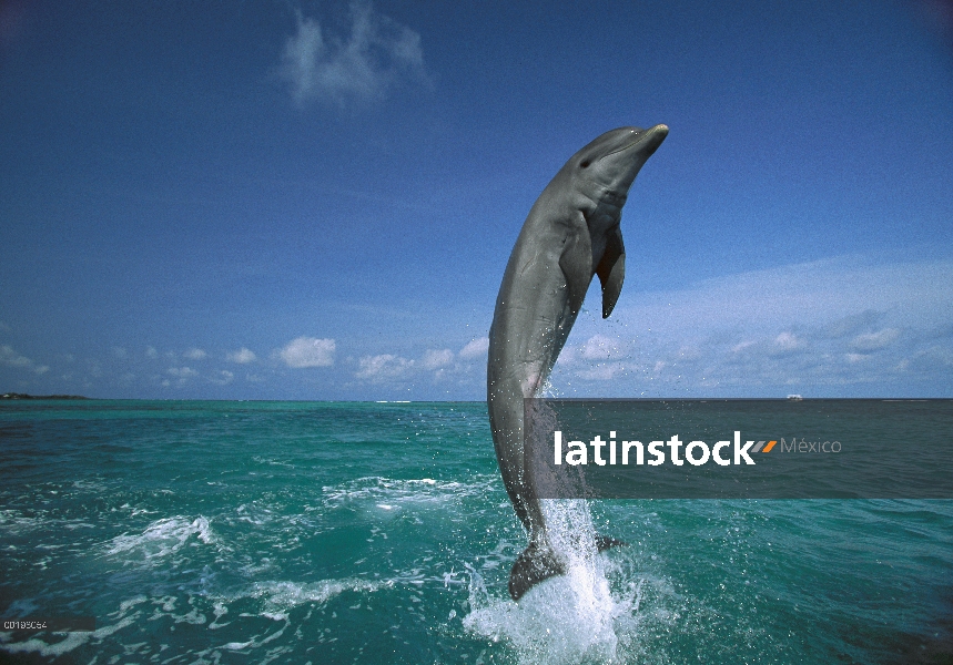 Delfín mular (Tursiops truncatus) salto de agua, Caribe