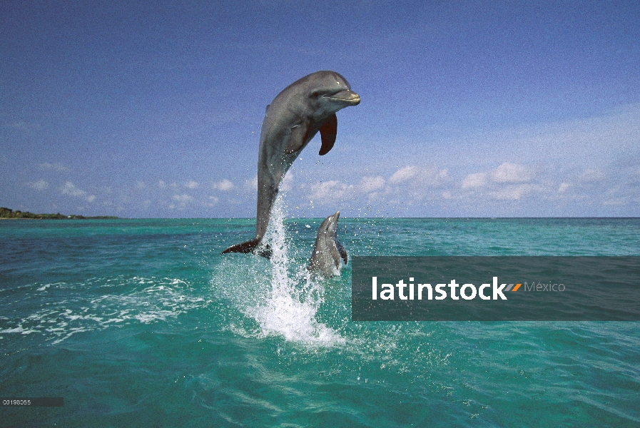 Delfín mular (Tursiops truncatus) salto de agua, Caribe