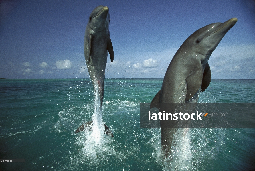 Par de delfines (Tursiops truncatus) de mulares saltando del agua, Caribe