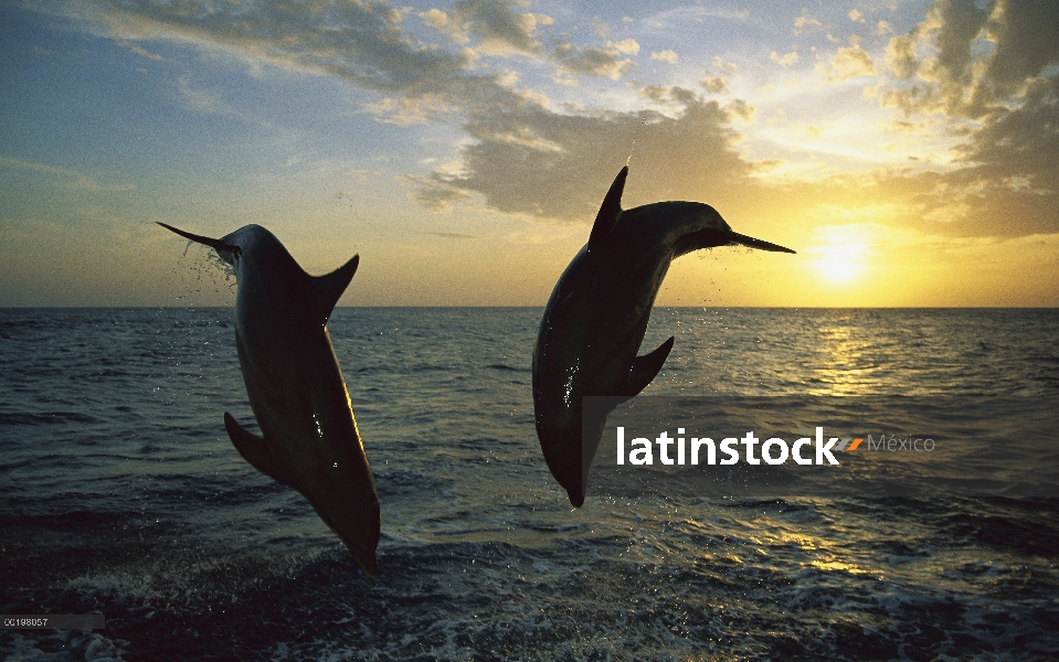 Par de delfines (Tursiops truncatus) de mulares saltando del agua al atardecer, Caribe