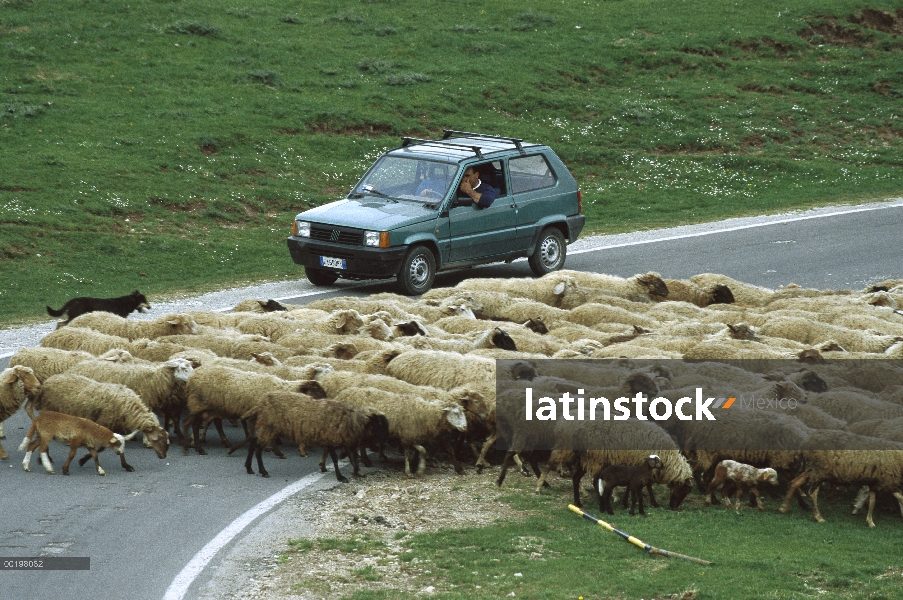 Ovejas domésticas (Ovis aries) bandada cruzando la calle frente a una vehículo, Grande del Piano, It