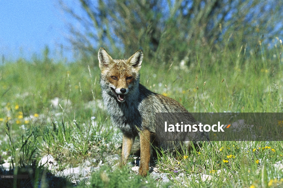 Zorro rojo (Vulpes vulpes) sentado en la hierba, Parque Nacional de Monti Sibillini, Apeninos, Itali